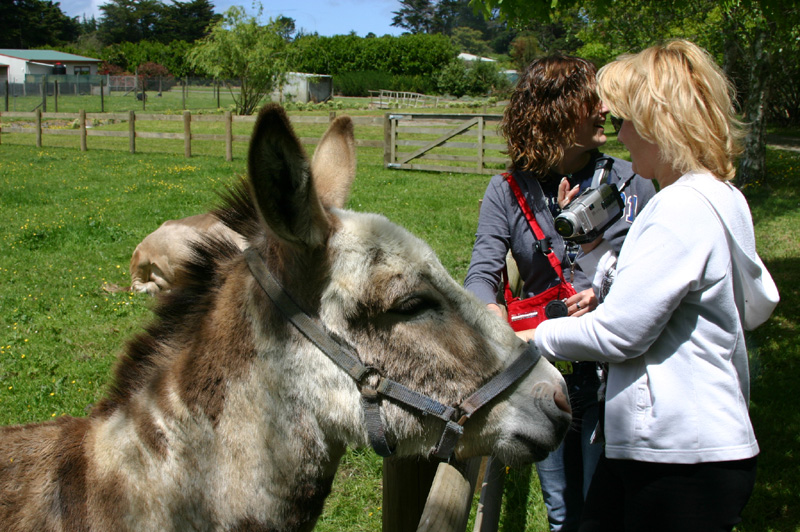 Donkey is