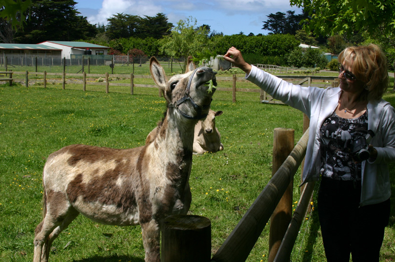 Donkey!