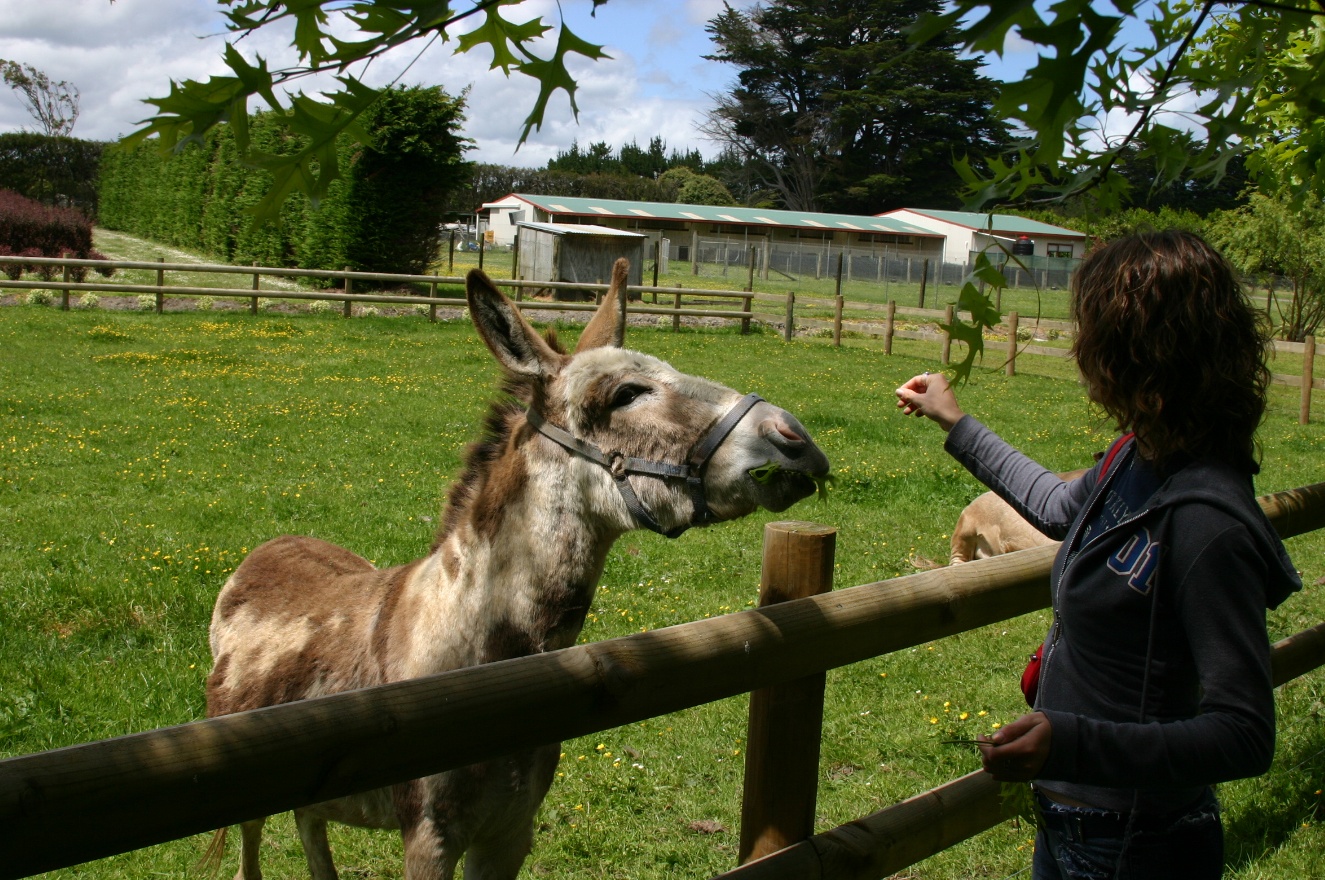 Anna and donkey