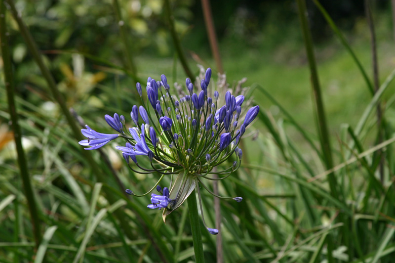 Grass