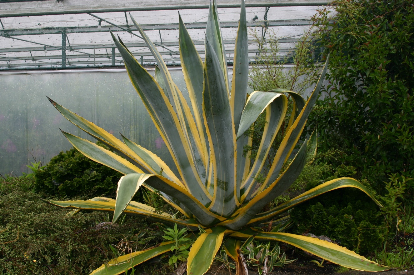Teuquila