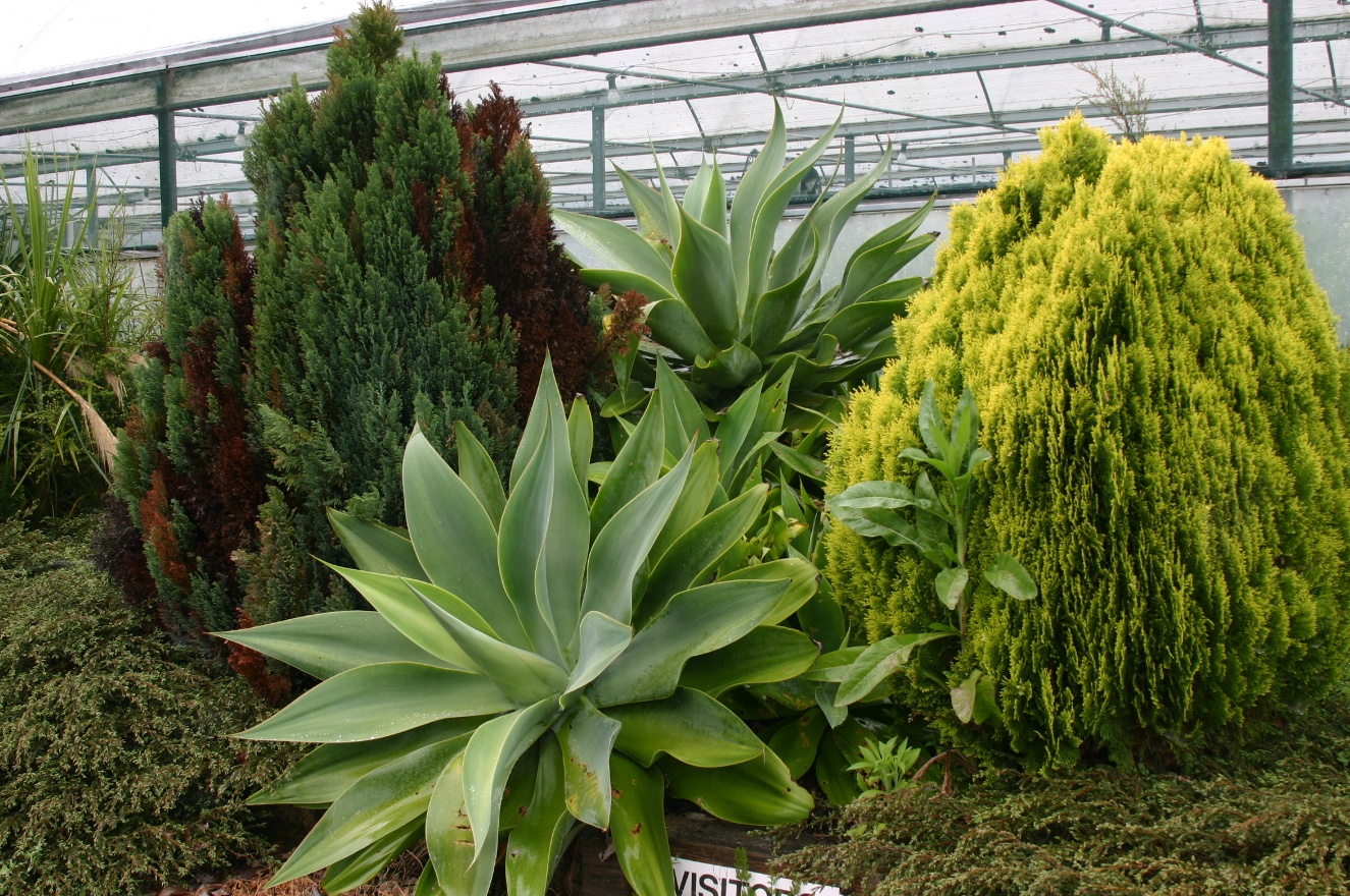 Plants