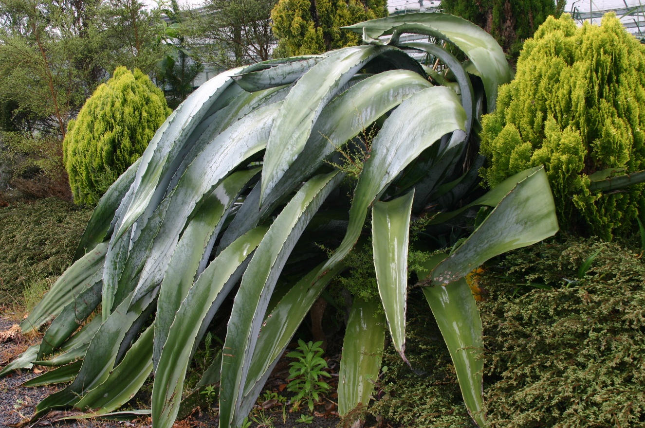 Crying plant