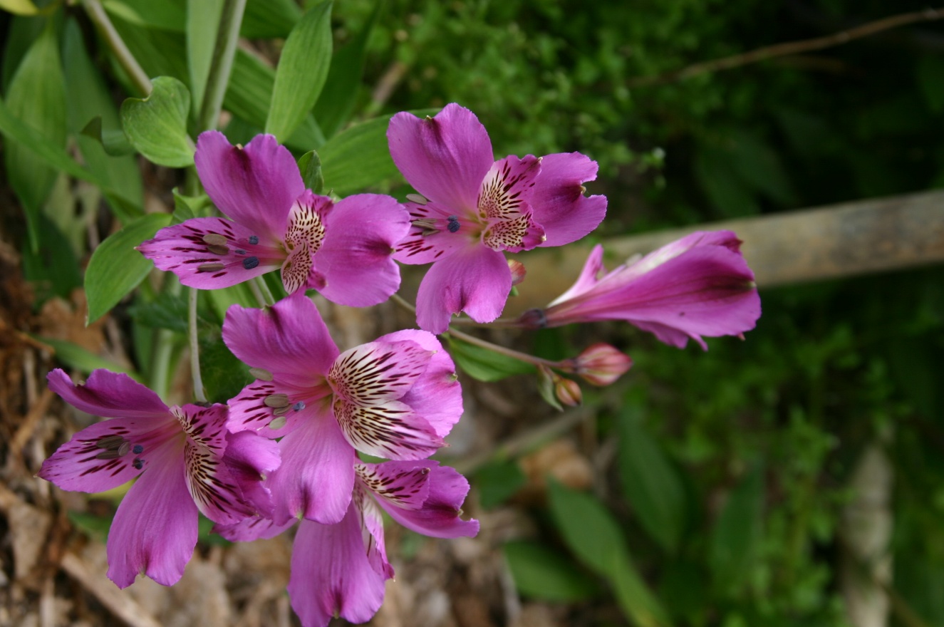 Flowers