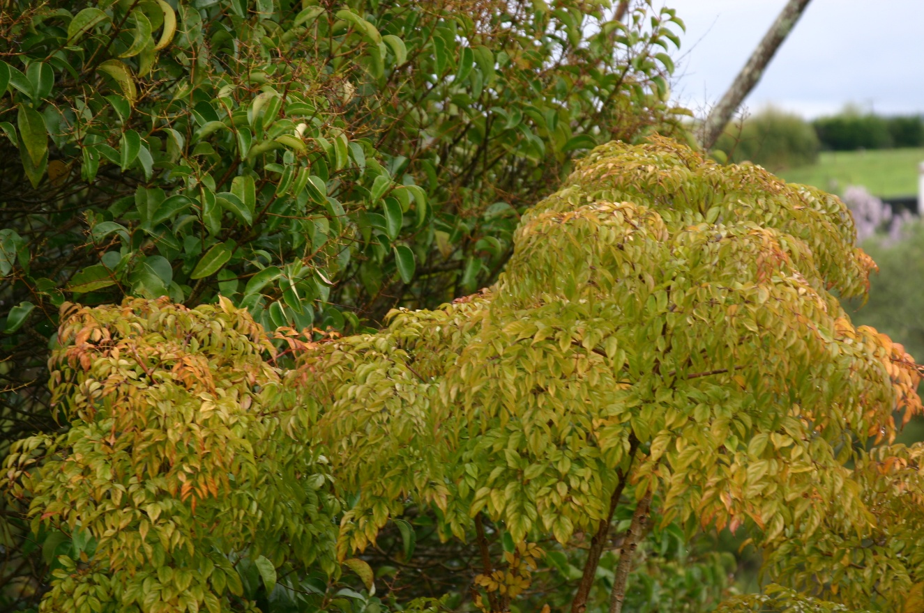 Leaves