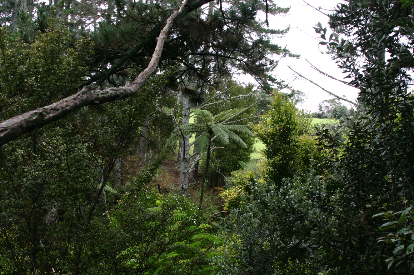 Back Trees