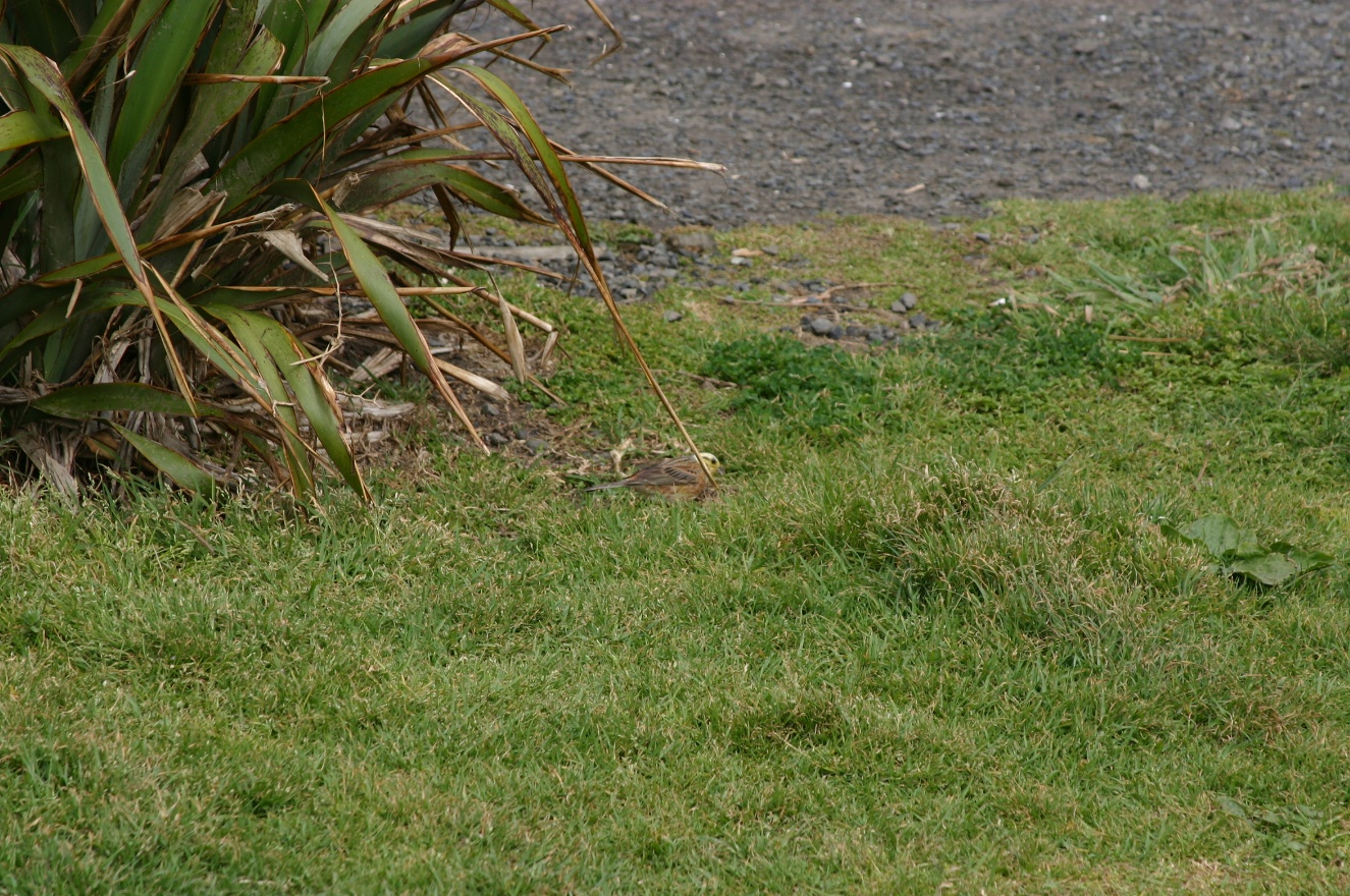 Small bird