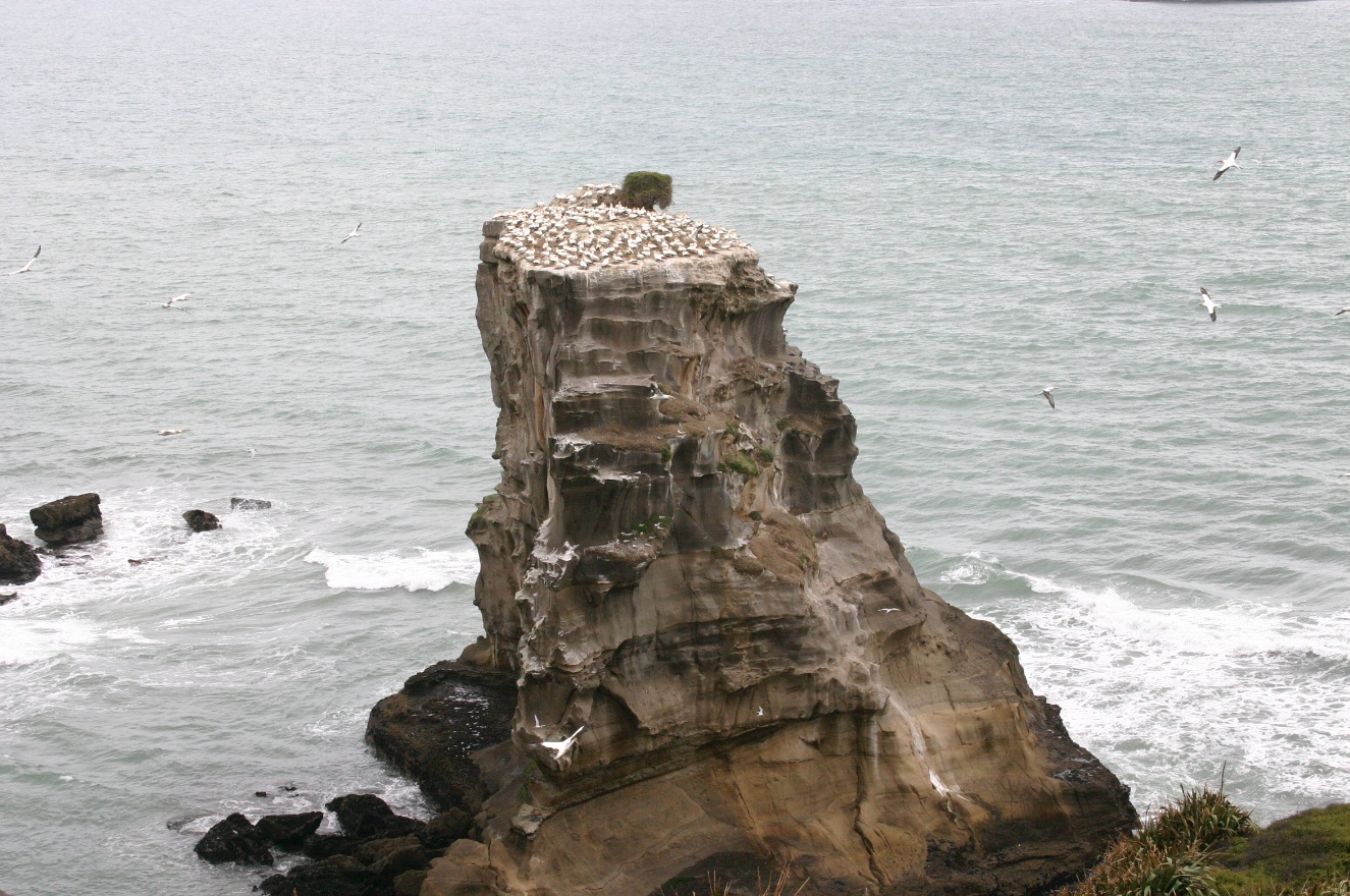 Birds and rock