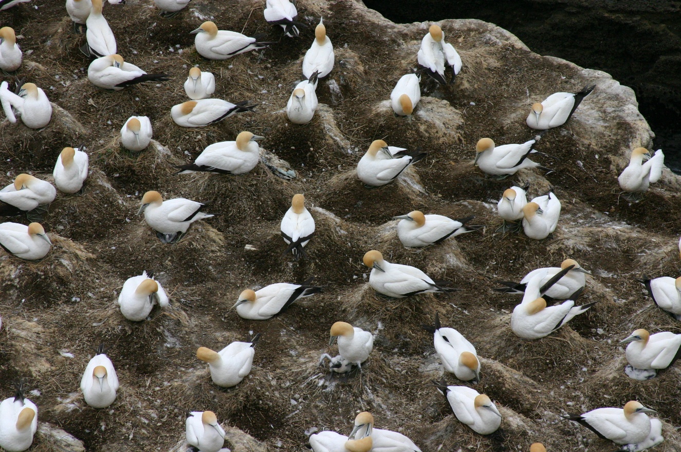 Bird nests