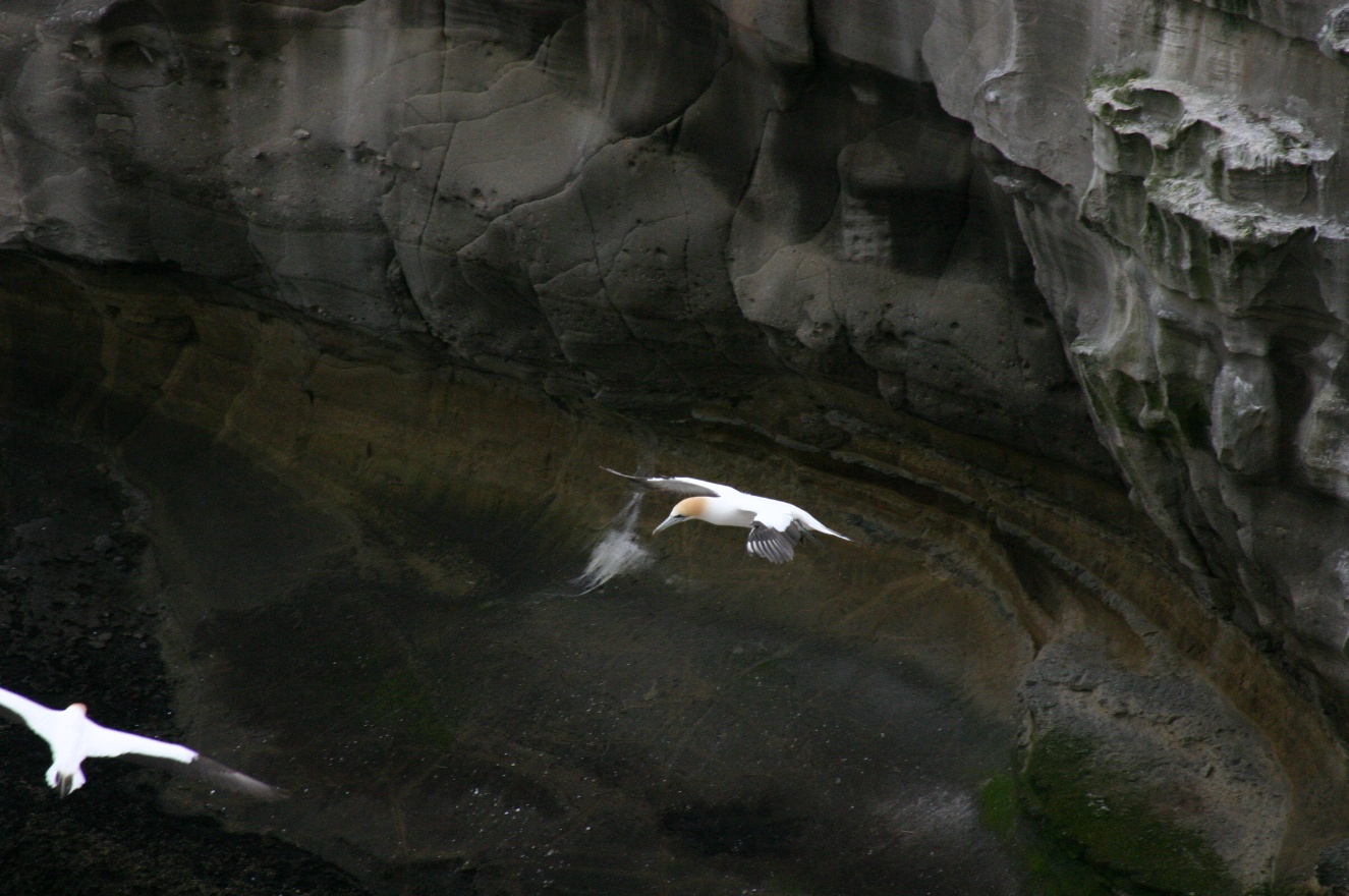 Free flight