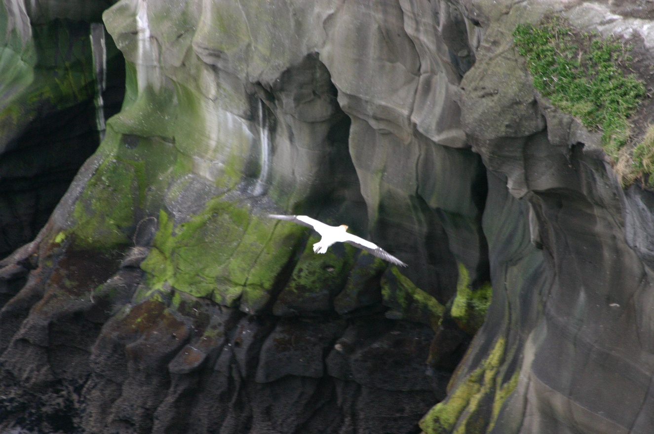 Free Flight 1