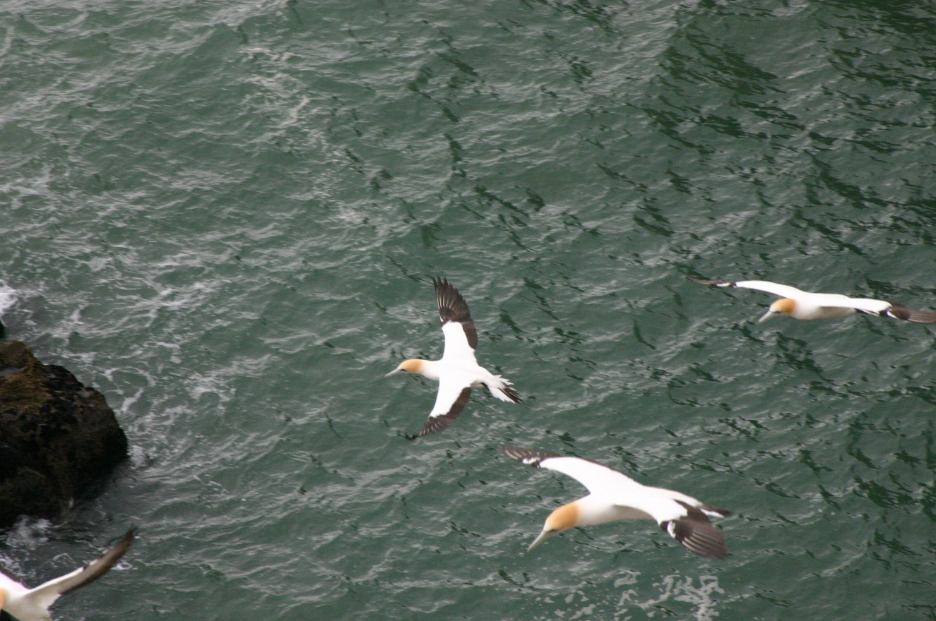 Free Flight 2