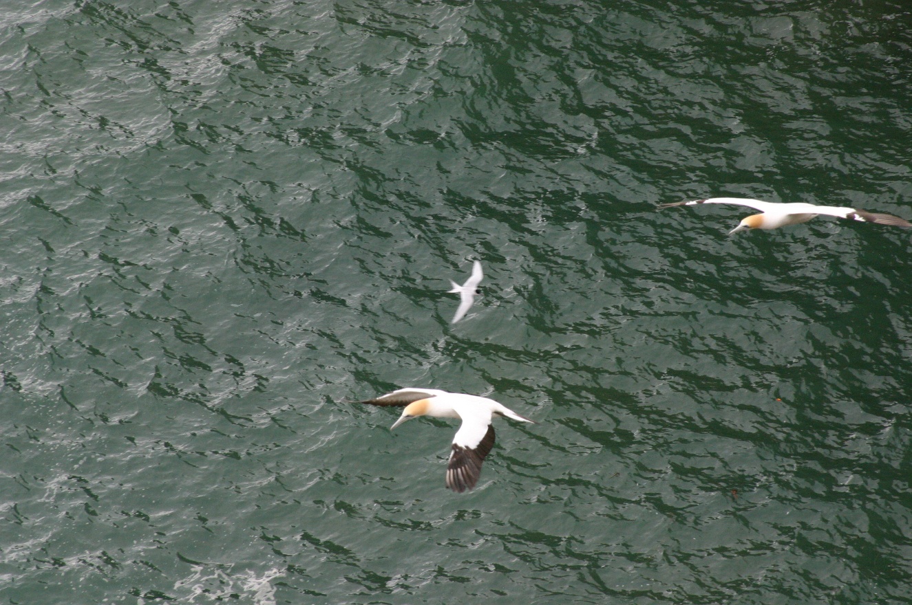 Free Flight 3