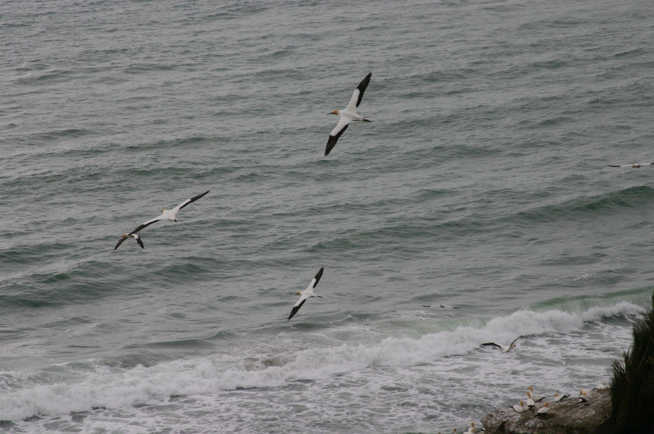 Birds and sea