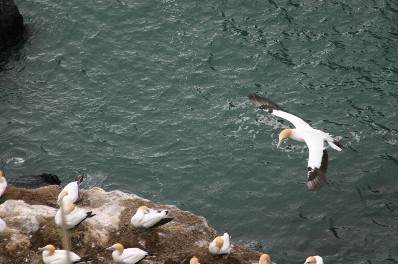 Landing bird