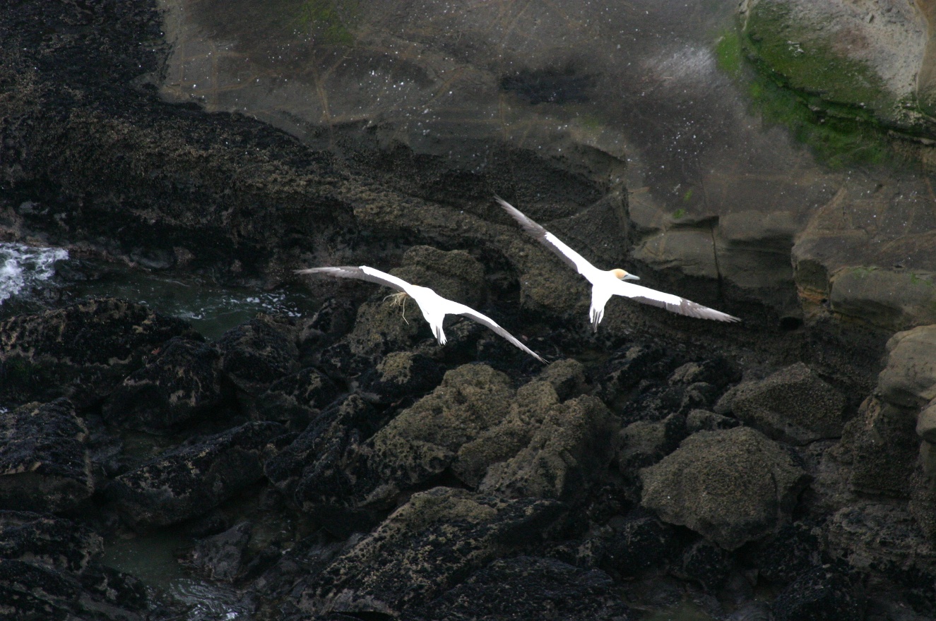 Two flying birds