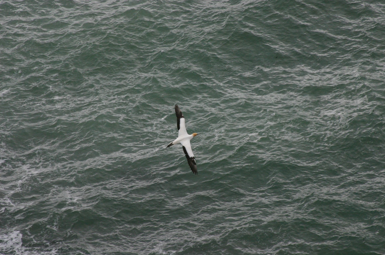 One flying bird