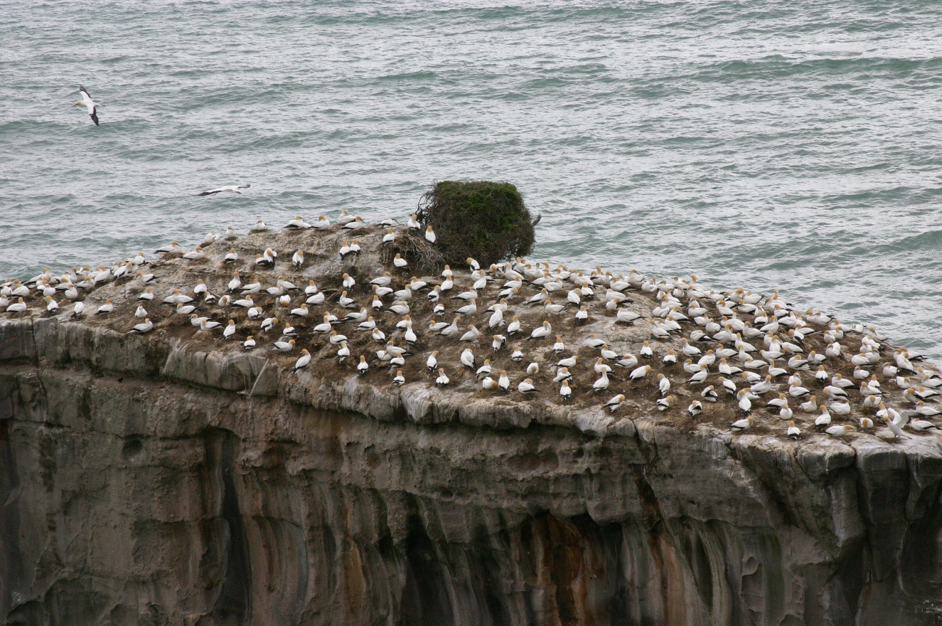 Birds on top