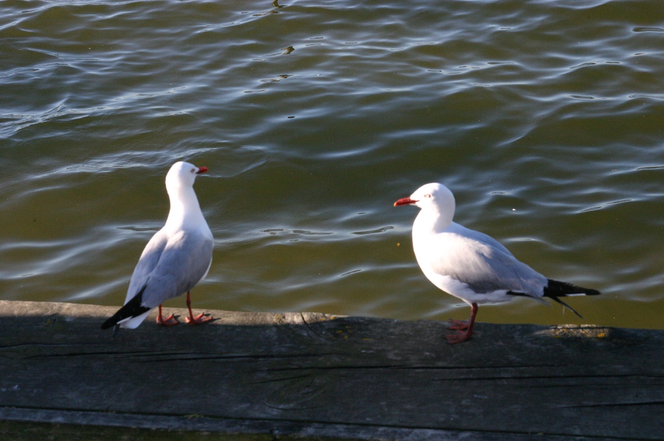 Seagulls