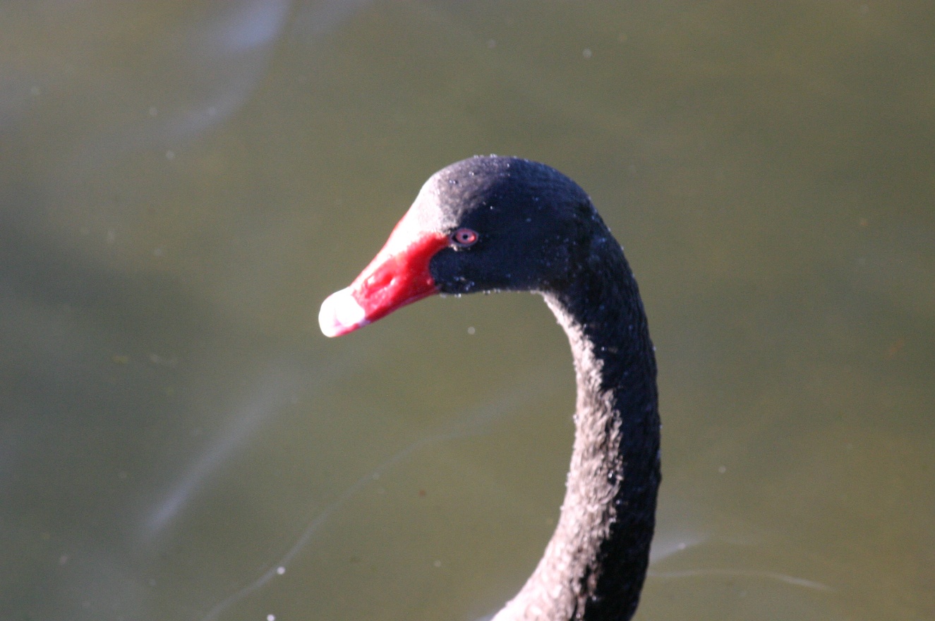 Swan head