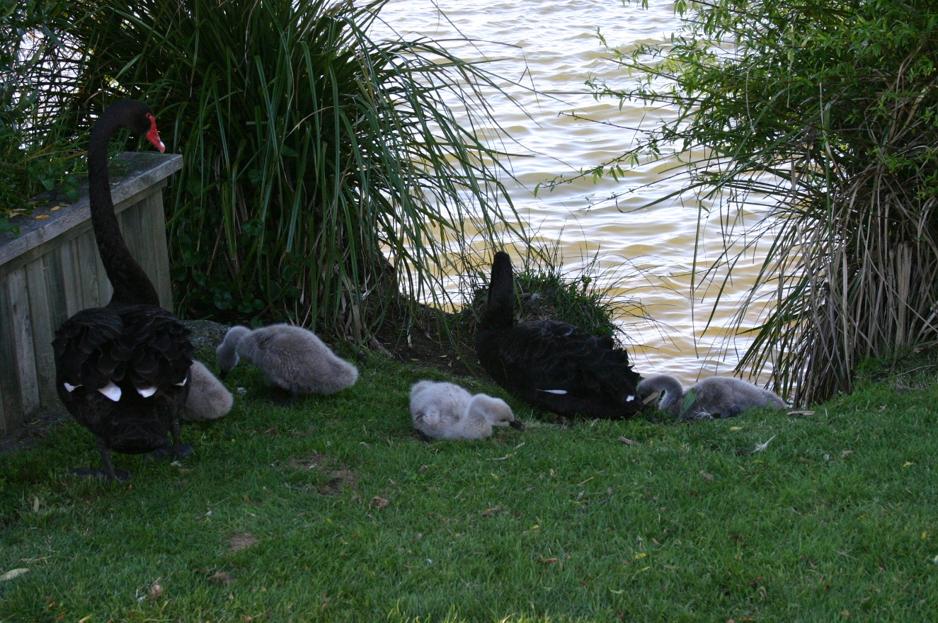 Swans with chicks