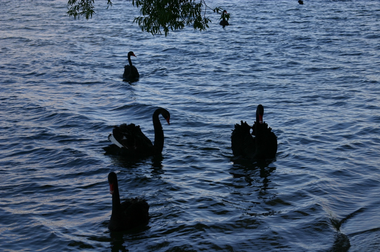 Swans swimming