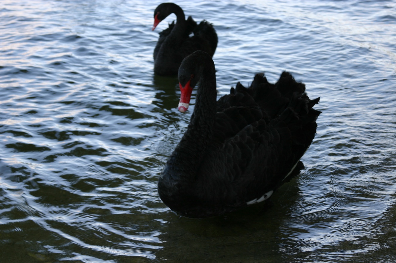 Two swans