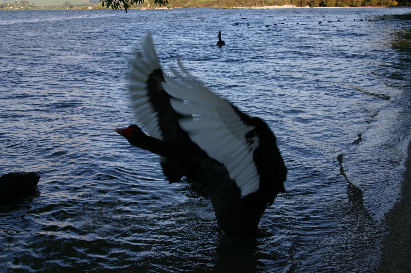 Swan Winds spread