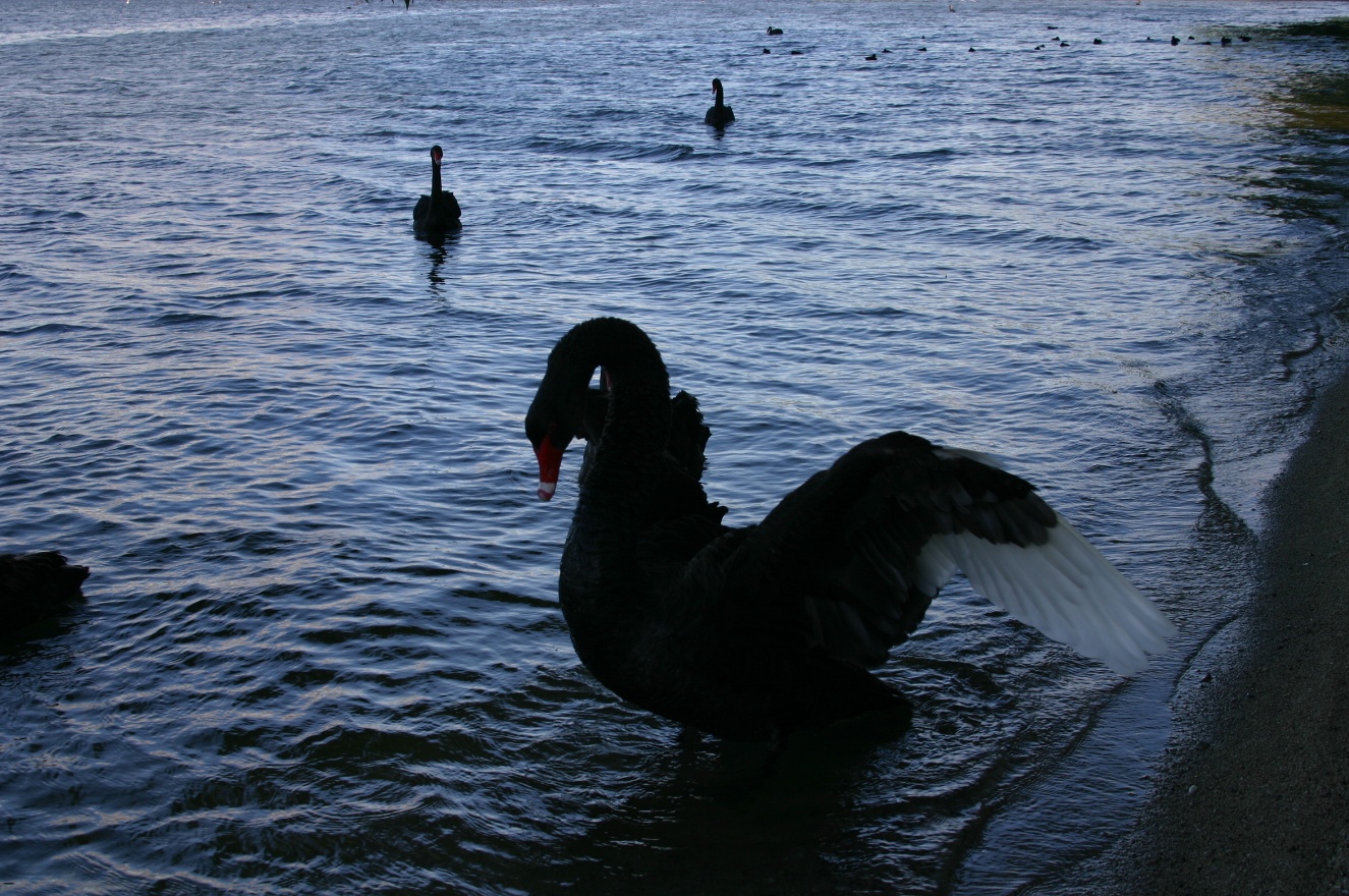 Swan