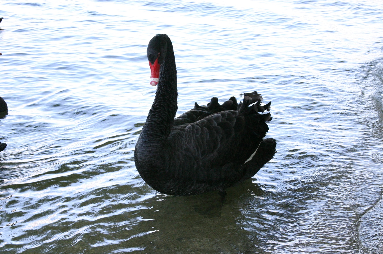 Same swan