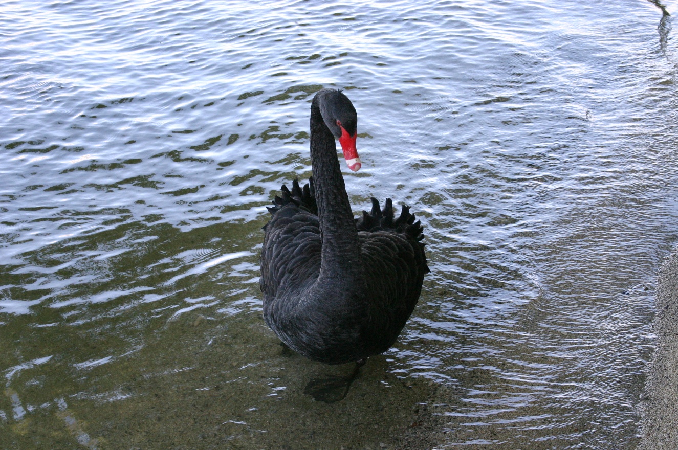 Swan walking