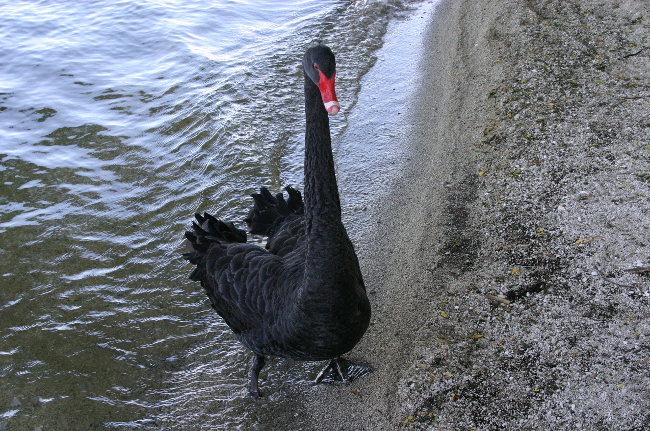 Swan is out