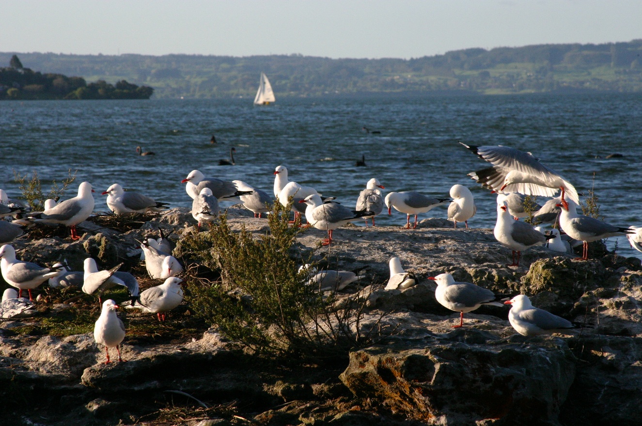 Birds