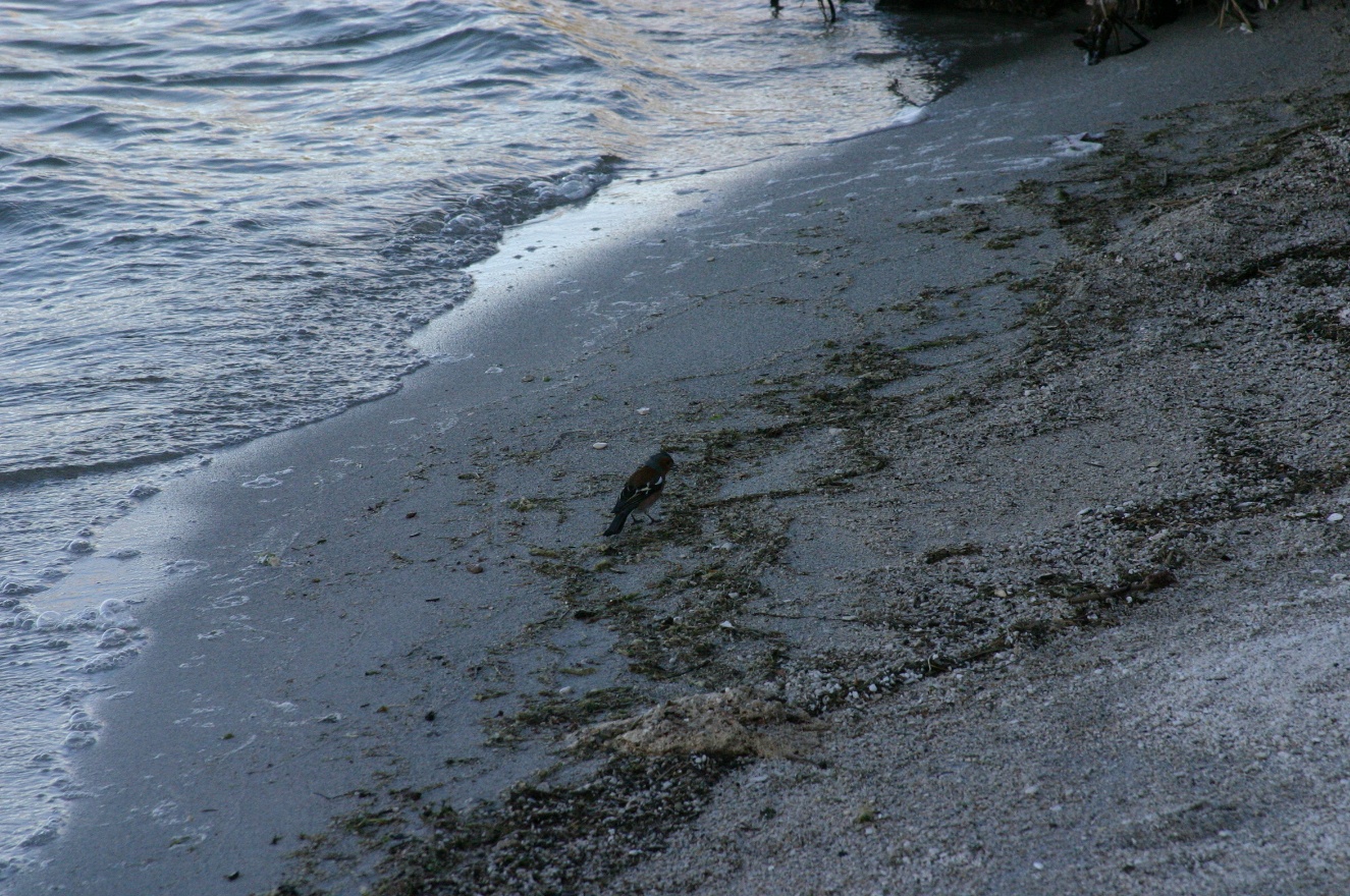 Bird