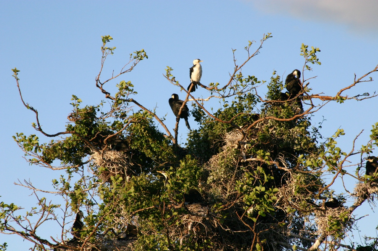 Birds
