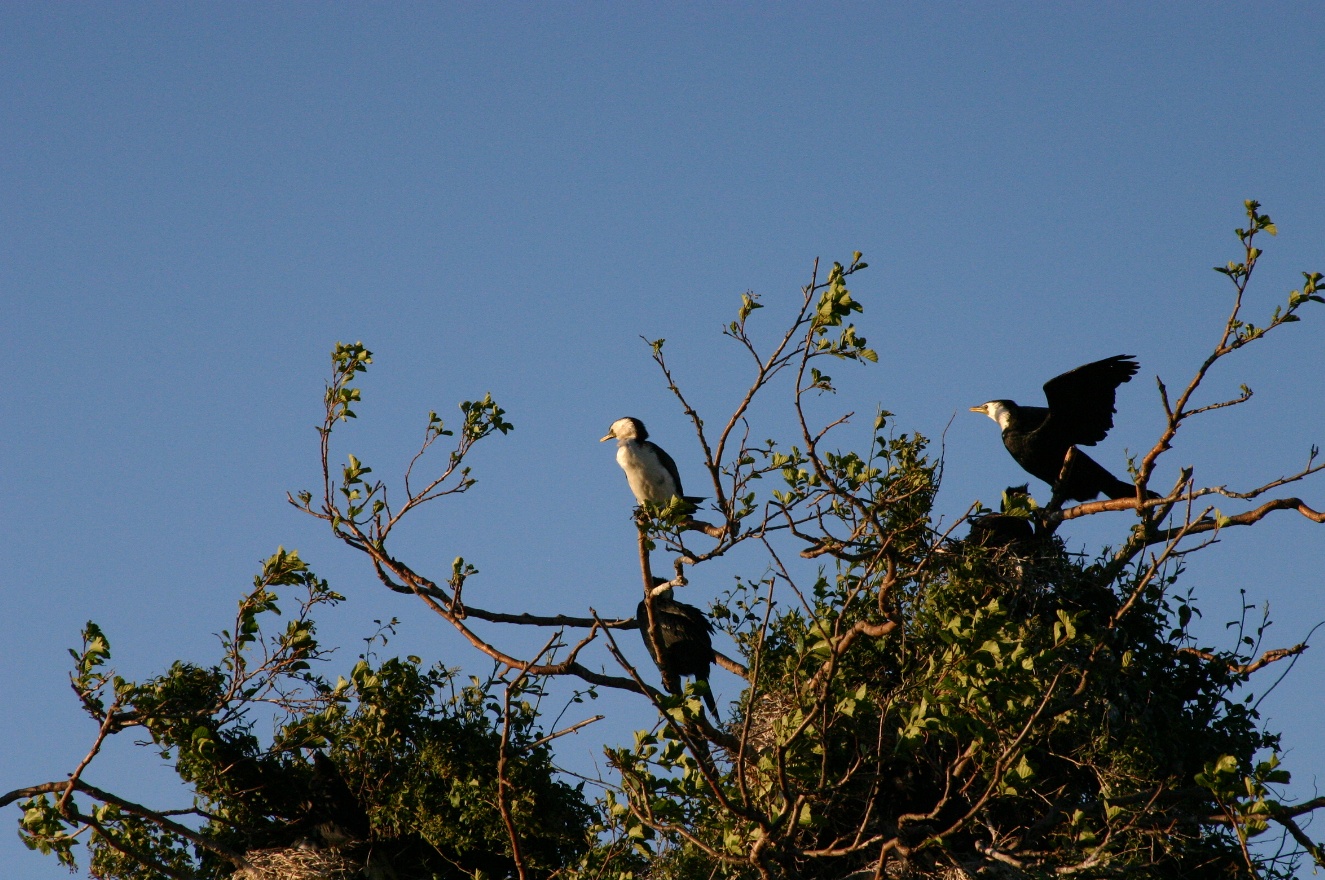 Birds