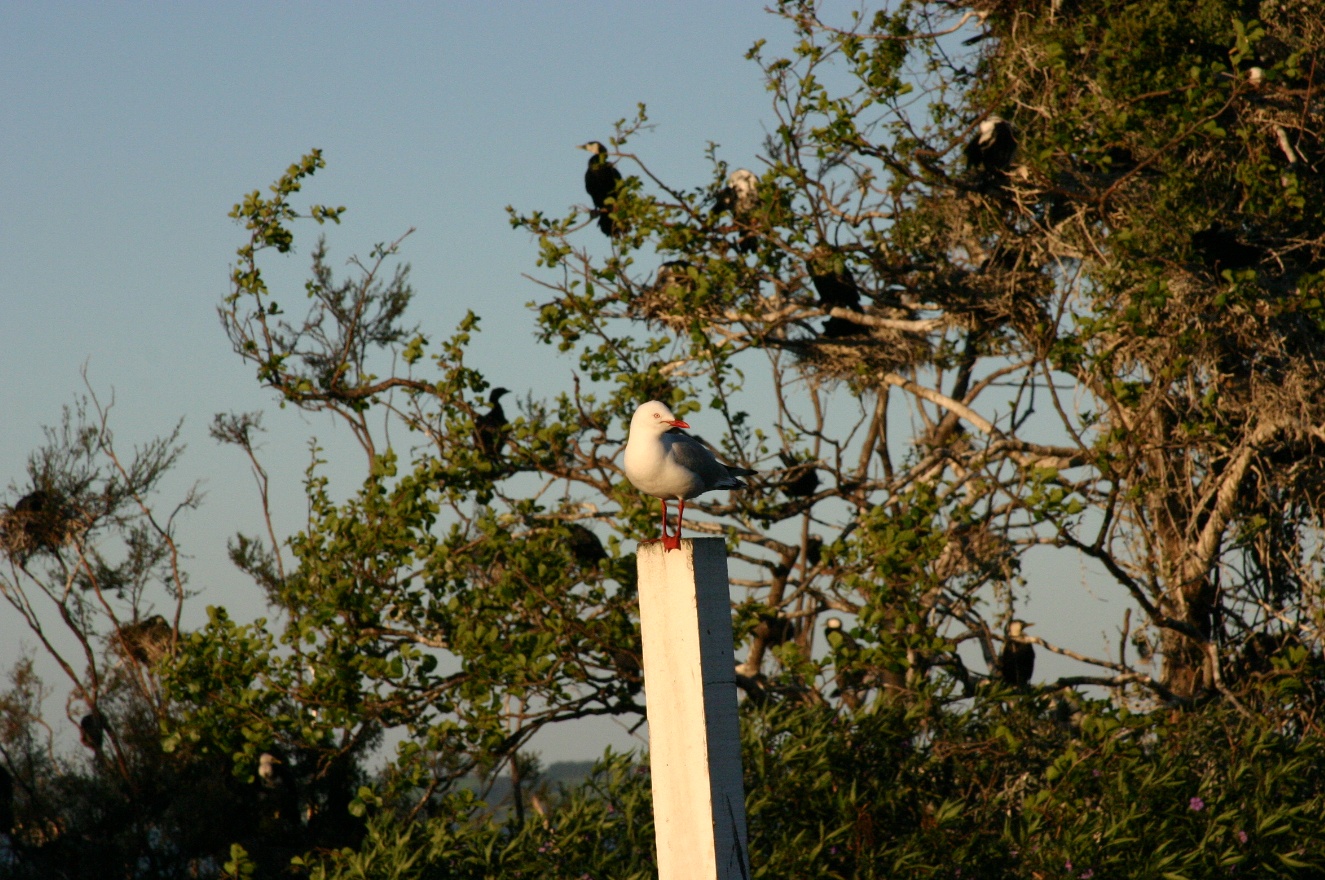 Seagull on stick