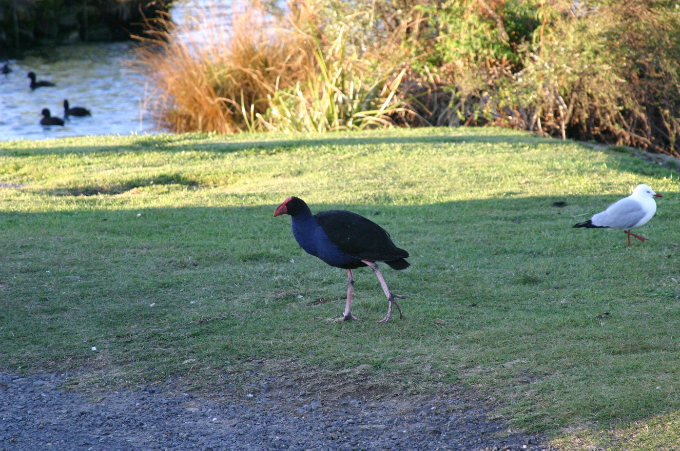 Local chicken