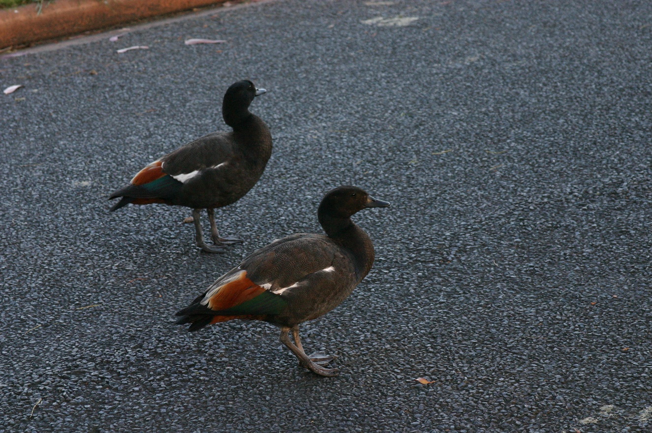 Ducks
