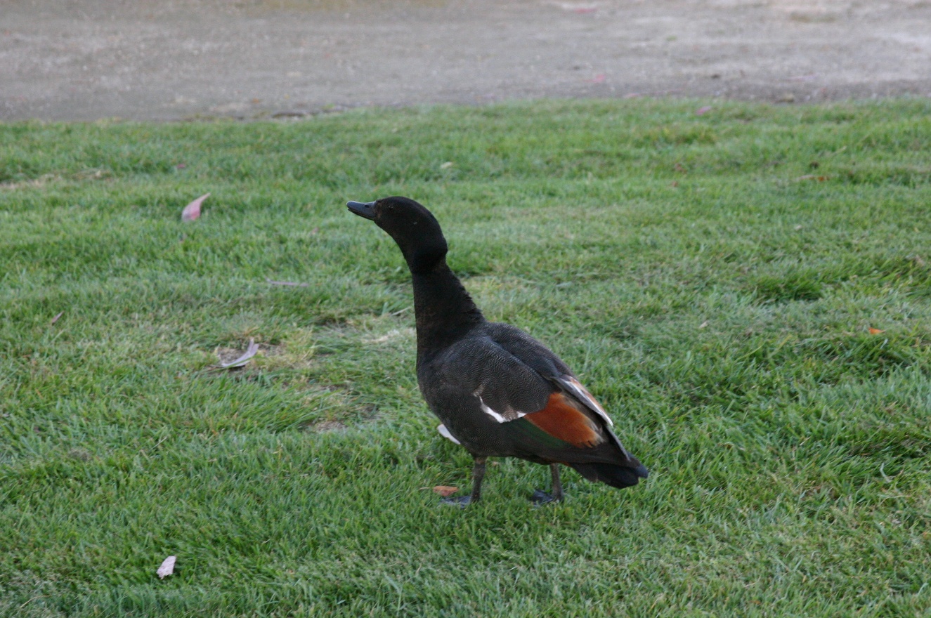 Bird