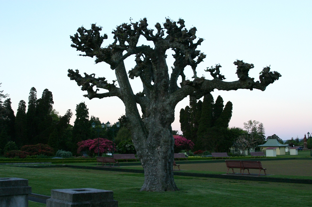 Tree