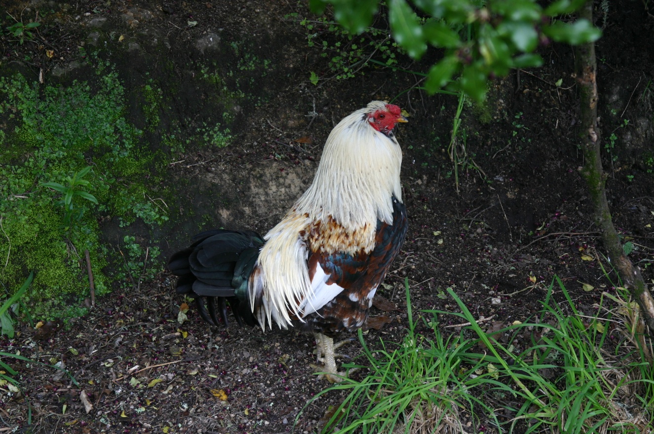 Cock