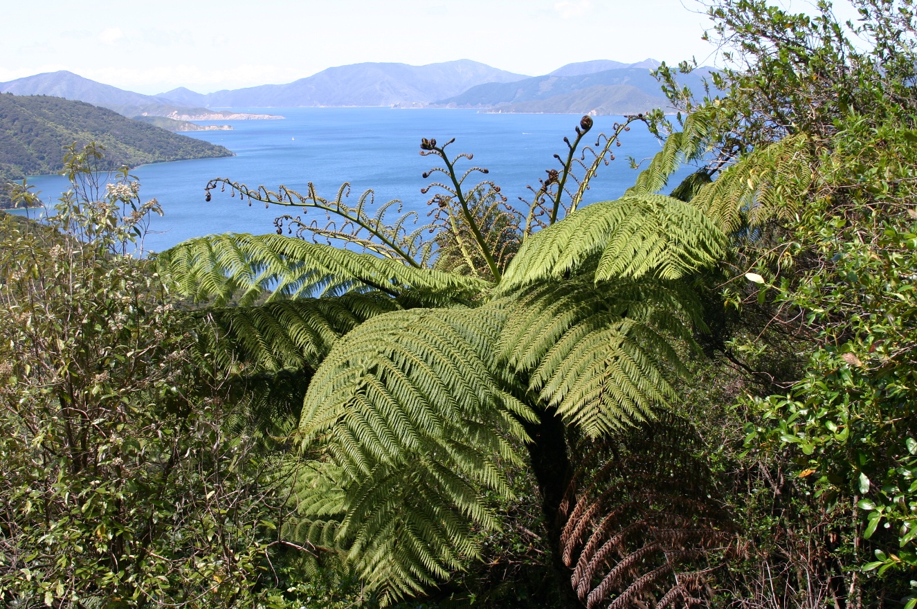 Plant