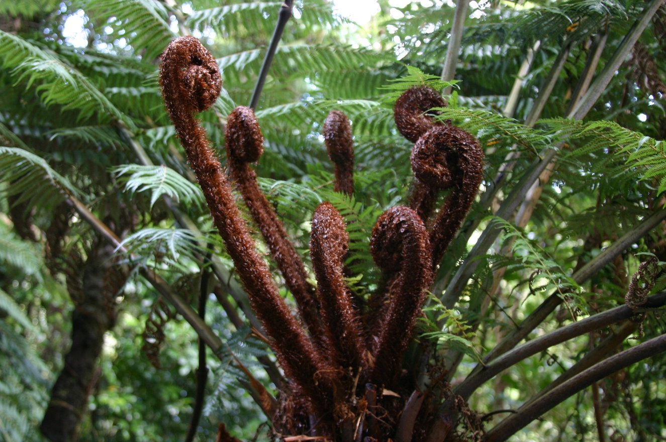 Plant seeds
