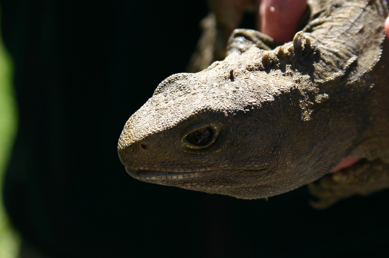 Creature's head