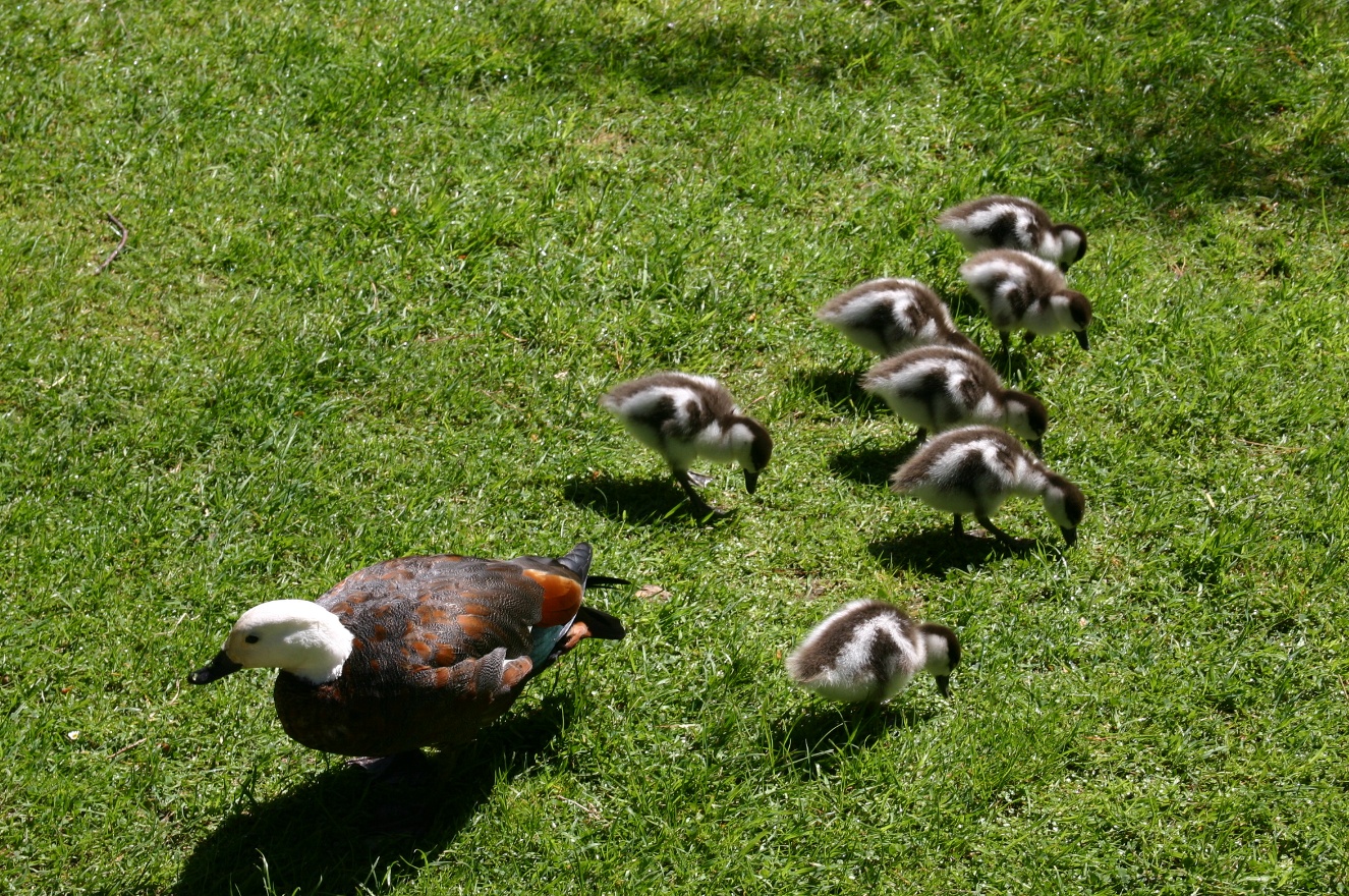 Ducks family