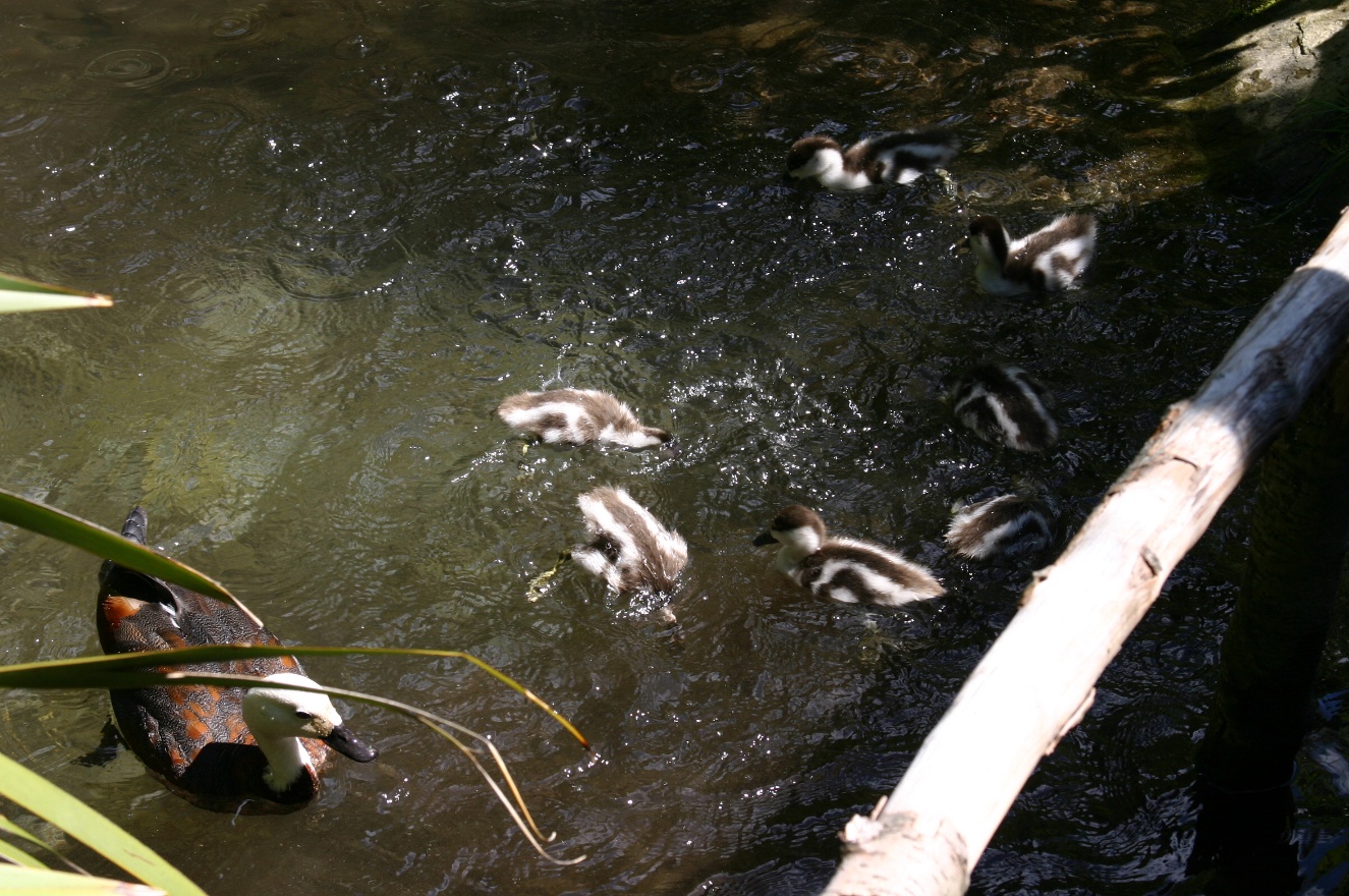 Ducks swimming