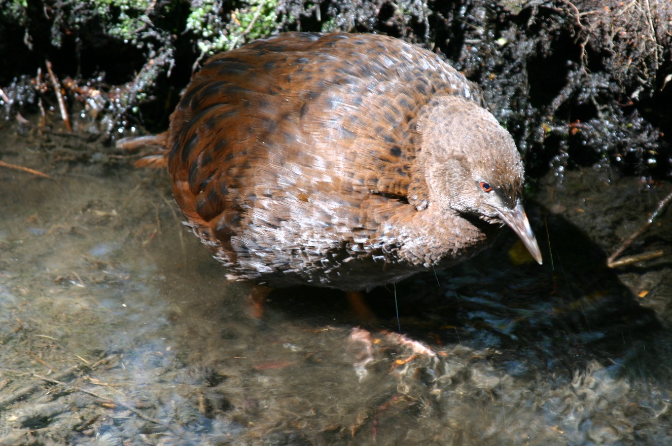 Another Kaka