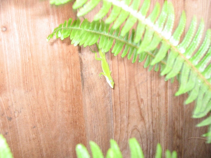 Lizard