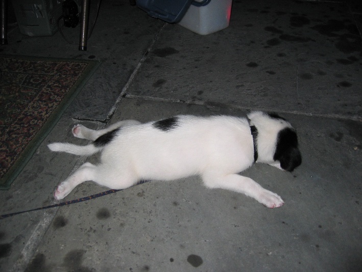 Puppy